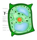 cytoplasme