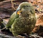 strigops kakapo